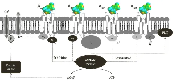 Figure 2.14 Schematic representation of G protein-coupled adenosine receptors. ATP: Adenosine-triphosphate; 