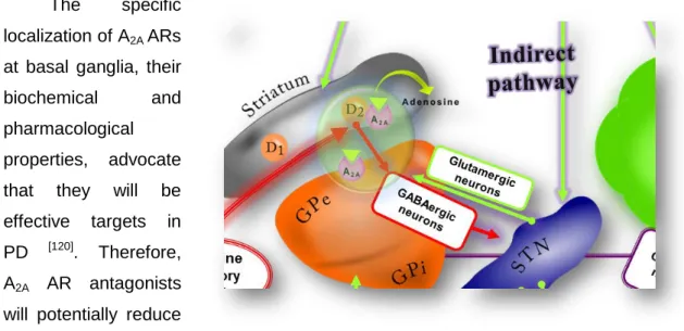 Figure 2.15 Co-localization of A 2A  AR and D2 receptors 