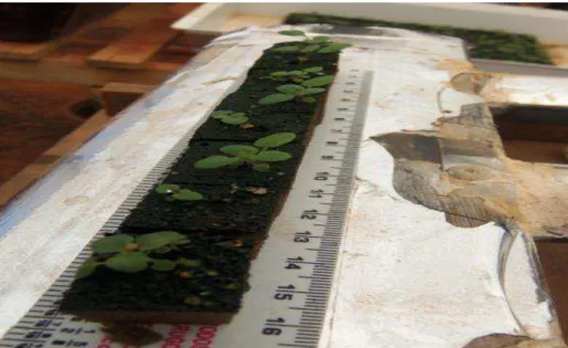 FIGURA  1 –  Plântulas  de  Origanum  vulgare  L.  com  duas  semanas  após  a  semeadura em espuma fenólica