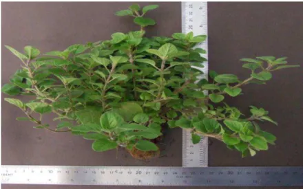 FIGURA 4 - Origanum vulgare L. com 92 dias após semeadura, cultivado em  sistema hidropônico