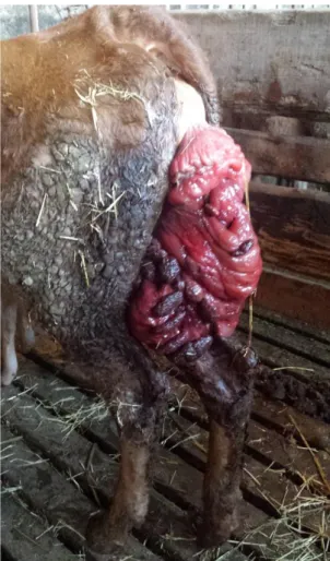 Figura 2 - Prolapso uterino em vaca de aptidão mista assistido durante o período de estágio