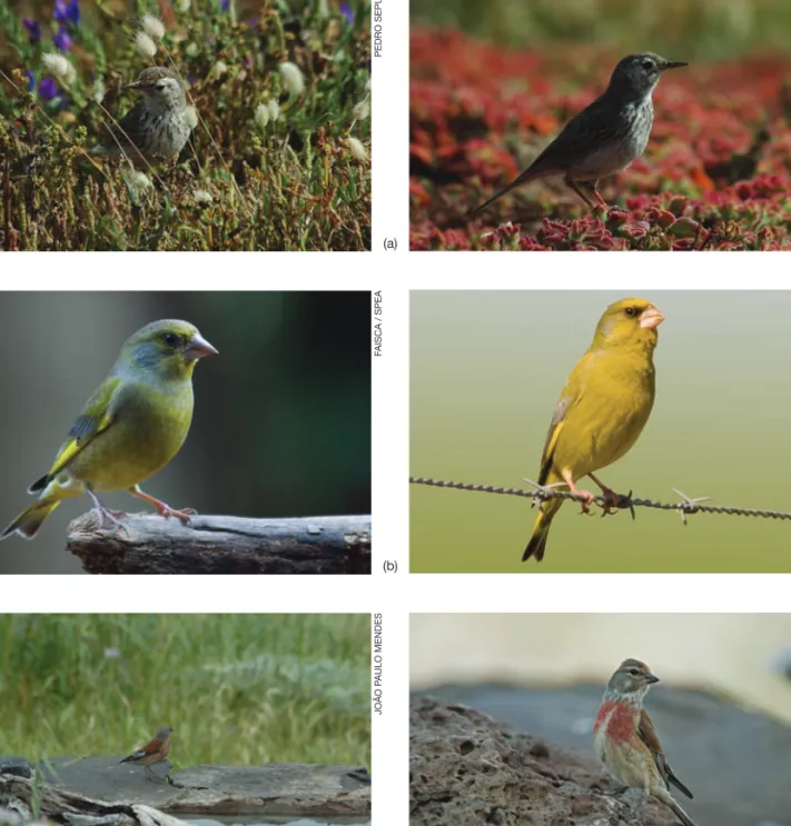 Figura 7. Aves consideradas neste estudo: Anthus berthelotii madeirensis (a), Carduelis chloris madeirensis (b) e Carduelis cannabina guentheri (c).