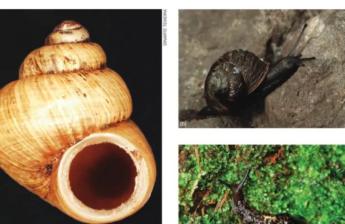 Figure 3. The vascular plant species Chamaemeles coriacea (a) and Convolvulus massonii (b).