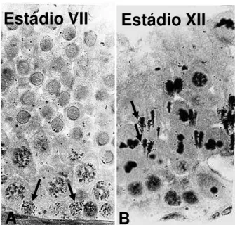 FIGURA 5 – Células germinativas mais avançadas marcadas com timidina triciada (setas) em A