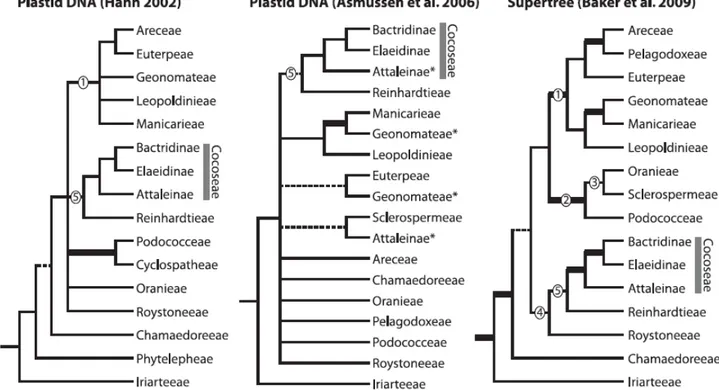 Figura 1: Posicionamento de Cocoseae em estudos filogenéticos mais relevantes (Baker et al.,  2011).