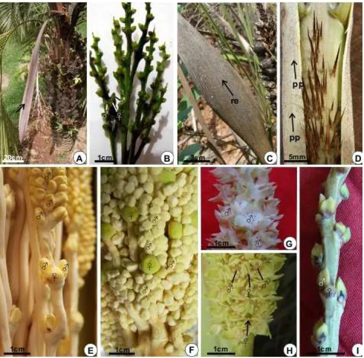 Figura 3. Morfologia de inflorescências. A. Inflorescência interfoliar, com bráctea lenhosa (seta),  espadiciforme e persistente em Butia archeri