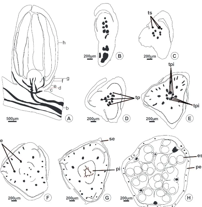 Figura  5.  Vascularização  do  botão  da  flor  estaminada  de  Roystonea  oleracea.  (A:  secção  longitudinal; B-H: secções transversais)