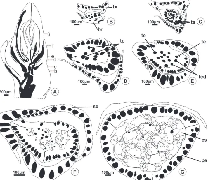 Figura 7. Vascularização do botão da flor estaminada de Reinhardtia gracilis. (A: secção longitudinal;  B-H: secções transversais)