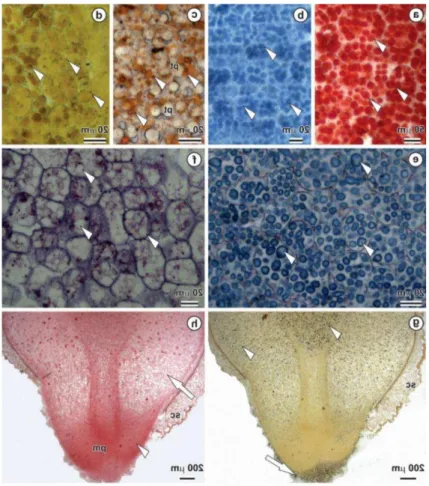 Fig. 5 Secções anatômicas de sementes de C. brasiliense submetidas a testes  histoquímicos
