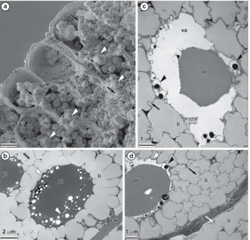 Fig.  6  Microscopia  eletrônica  de  transmissão  de  células  do  hipocótilo  de 