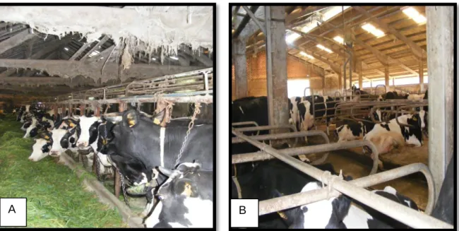 Figura 1: A- Exploração de vacas leiteiras com animais presos à manjedoura; B- Parque de  vacas em produção numa exploração de vacas leiteiras.
