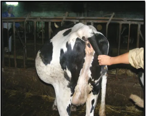 Figura 2: Abcesso localizado na fossa paralombar esquerda de um bovino. 
