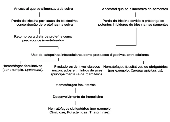 FIGURA 1 – Esquema da rota hipotética de evolução para a hematofagia na subordem Heteroptera