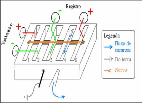 FIGURA 2 – Câmara de registros eletrofisiológicos. A câmara foi projetada pelo Dr. Jader dos Santos  Cruz, do Departamento de Bioquímica e Imunologia ICB/UFMG