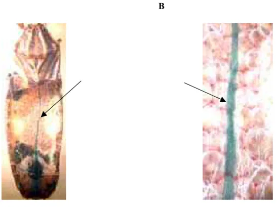 FIGURA 4 – Detalhe do vaso dorsal de R. prolixus  (seta) observado sob microscópio estereoscópio 