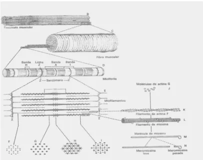 FIGURA 2: Diagrama ilustrando a estrutura e a posição dos filamentos finos  e grossos do sarcômero