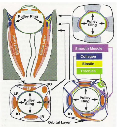 FIGURA 3: Estrutura dos tecidos conectivos orbitários e suas relações com as  camadas de fibras musculares