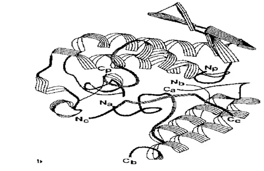FIGURA 5: Modelo computacional da estrutura da crotoxina. N p , C p : 