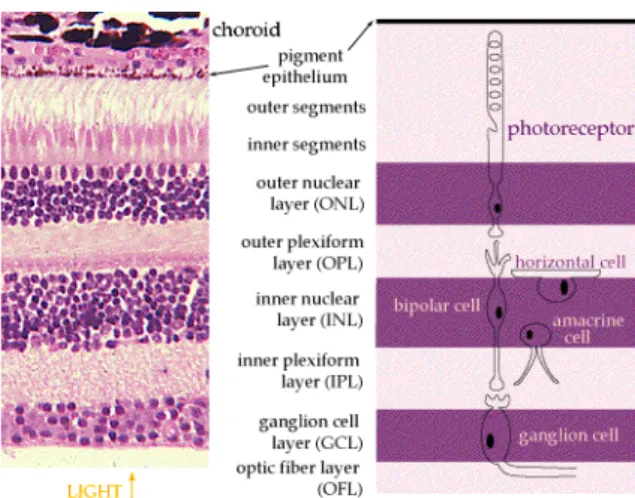 Figura  1-  Auatomia  do  tecido  retiuiauo  em  corte  corado  por  hematoxilina-eosina(HE) 