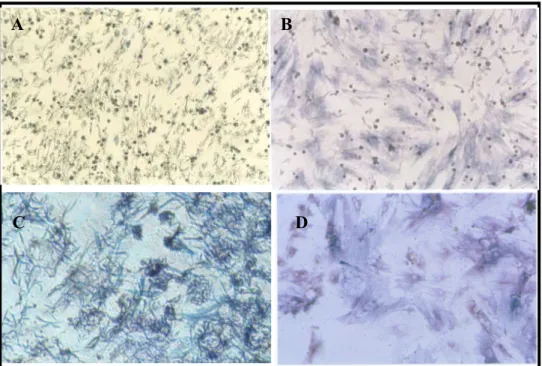 Figura 3. Cultura celular de células-trouco isoladas de medula óssea (A) e tecido adiposo  (B)  de  ratos  wistar