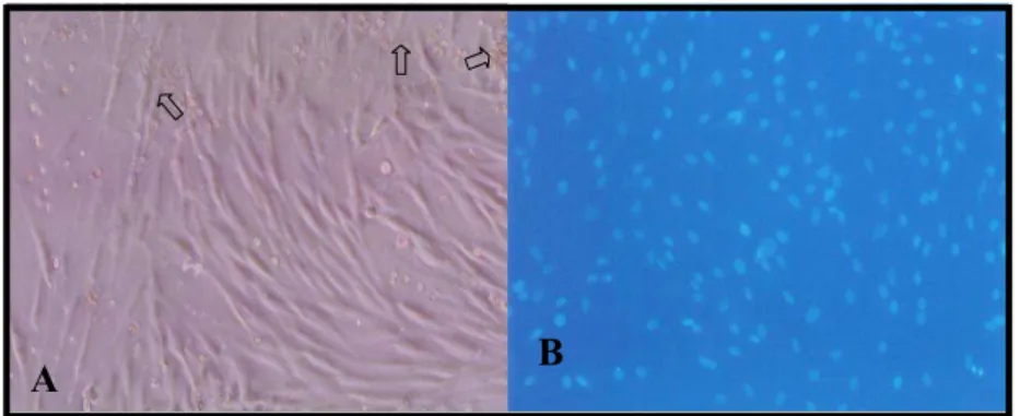 Figura  6-  Auálises  iudividuais  plotadas  a  partir  das  aualises  feuotipicas  para  marcadores moleculares obtidas por citometria de fluxo das TA-CTMs de ratos Wistar