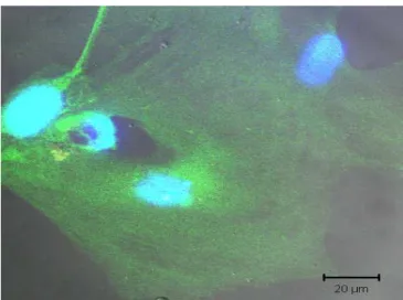 Figura  12-  Cultura  celular  de  células-trouco  isoladas  de  ratos  Lewis  EGFP. 