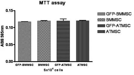 Figura  13-  Auálise  da  atividade  euzimática  do  MTT  em  CTMs  de  ratos  lewis  EGFP