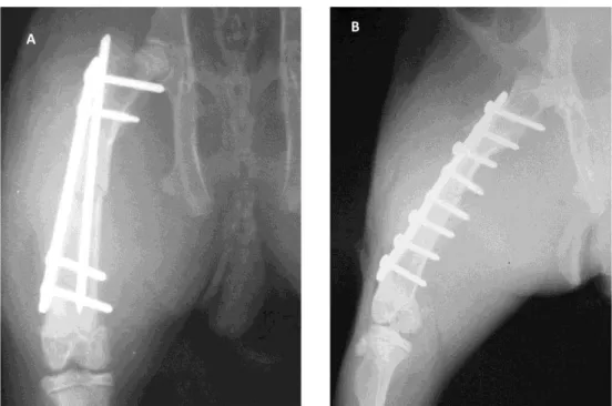 Figura  7.  Imagens  fotográficas  de  radiografias  realizadas  15  dias  após  a  intervenção  cirúrgica:  A)  Incidência  médio-lateral  do  fêmur  direito  de  coelho  submetido  a  fixação  com  placa  em  ponte  associada  ao  pino  intramedular  (gr