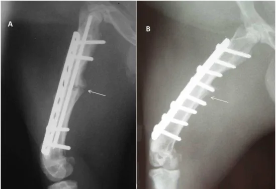 Figura  9.  Imagens  fotográficas  de  radiografias  realizadas  45  dias  após  a  intervenção  cirúrgica