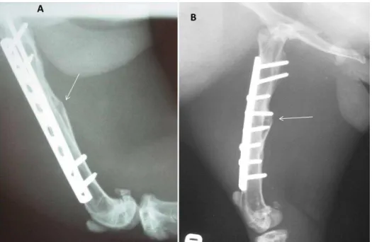 Figura  11.  Imagens  fotográficas  de  radiografias  realizadas  90  dias  após  a  intervenção  cirúrgica