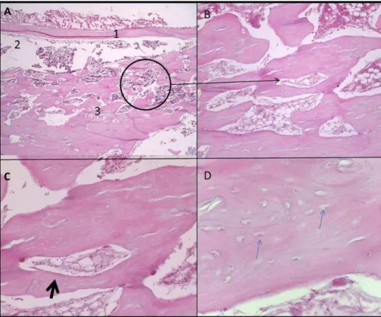 Figura 15: Microfotografia (corte longitudinal) da região de inserção do parafuso bicortical, 90 dias após a  cirurgia