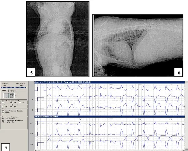 Figura 7. Electrocardiograma de um canídeo de 9 anos, com taquicardia ventricular (velocidade=50mm/s) – CVM