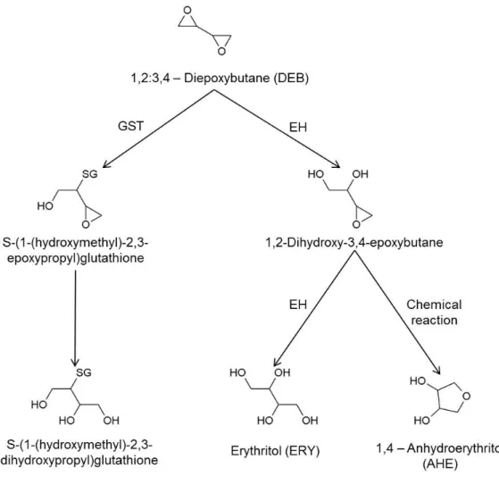 Figure 7. Proposed scheme for the detoxification reaction of DEB (Boogaard and  Bond 1996)