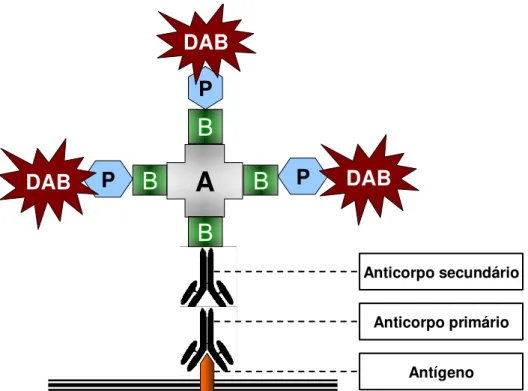 FIGURA 5 - Representação esquemática do princípio da imunohistoquímica pelo  método da streptavidina-biotina-peroxidase