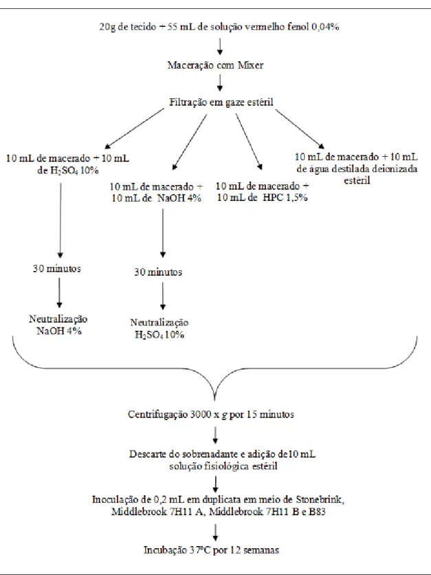 Figura 1 - Representação esquemática da metodologia utilizada para o preparo, descontaminação,  inoculação e incubação das amostras