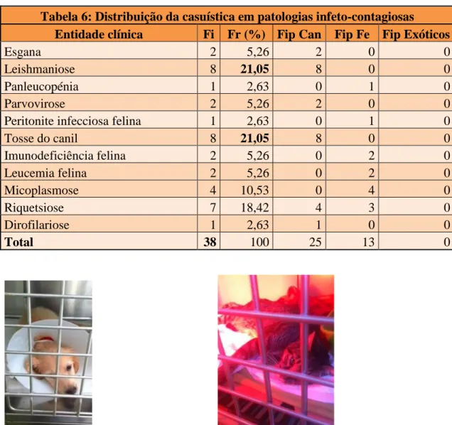 Tabela 6: Distribuição da casuística em patologias infeto-contagiosas 