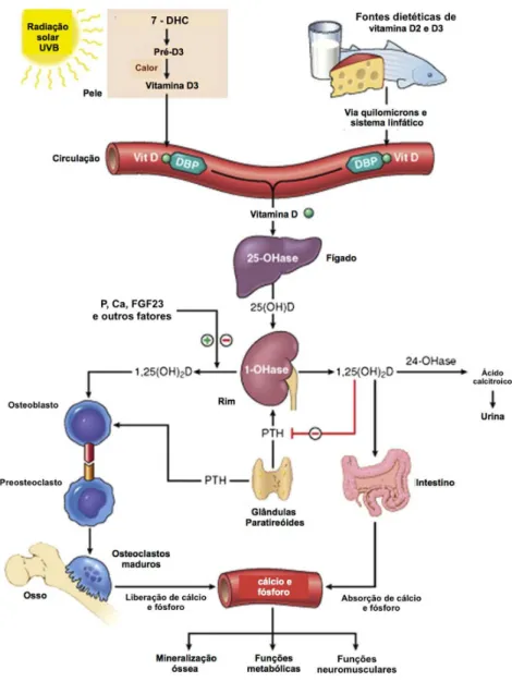 FIGURA 1 – Metabolismo da vitamina D