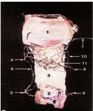 FIGURA  4  -  Suprimento  sanguíneo  do  ligamento patelar 