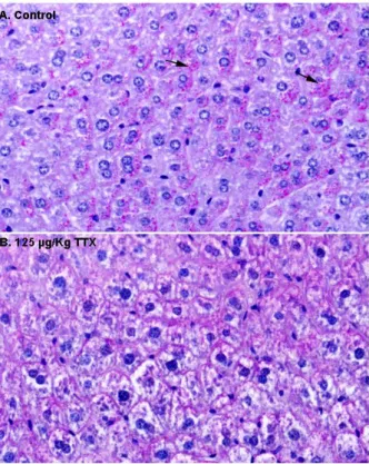 Figure 2. Representative hematoxylin–eosin (H&amp;E) staining of the liver parenchyma in a sample from a control mouse (A), and from a mouse treated with 125 µg/kg oral TTX for 28 days (B)
