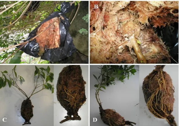 Fig. 3. Propagation of Picconia azorica by air layering: A) general appearance of an open air layer; B) example of  callus formation; development of the adventitious root system without (C) and with (D) the addition of IBA