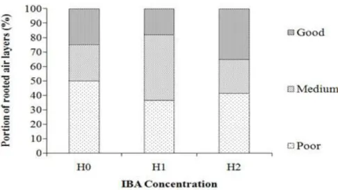 Fig. 6. Effect of IBA concentration (H0, H1 and H2, respectively 0, 2500 and 5000 ppm in talc powder) on root  development of P
