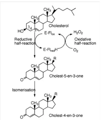 FIGURA 4 –  Etapas reacionais catalisadas pela enzima colesterol oxidase e estrutura do  substrato colesterol