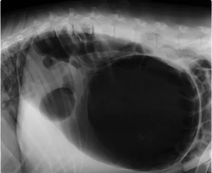 Figura 4: Radiografia abdominal latero-lateral direita de canídeo de raça  serra da estrela com dilatação e volvo gástrico realizada no CHV 