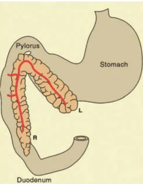 Figura 11: Desenho esquemático da porção ventral  do pâncreas, incluindo o lobo direito (R) e lobo 