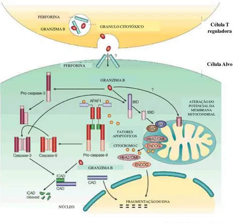 FIGURA  2:  Mecanismo  de  supressão  induzido  pelas  células  T  reguladoras  através  das  moléculas  granzima  B  e  perforina