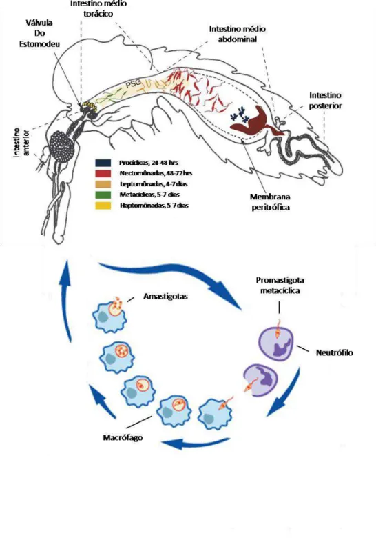 FIGURA  01  Ciclo  de  vida  de  Leishmania.  O  flebotomíneo  infectado  regurgita  na  pele  do  hospedeiro  formas  promastigotas  metacíclicas
