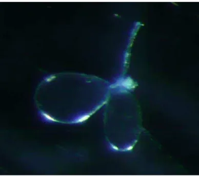 FIGURA  03  Glândula  salivar  de  Lutzomyia  longipalpis.  Imagem  obtida  com  câmera  fotográfica  acoplada a um microscópio estereoscópico em aumento de 60 x