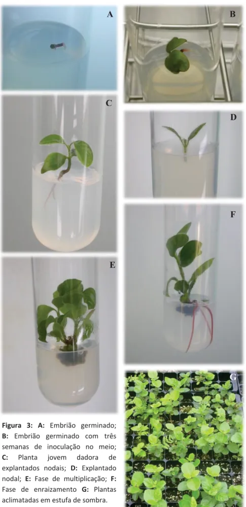 Figura  3:  A:  Embrião  germinado;    