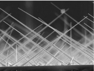 figura 1.7: Imagem SEM de nanofios de InP crescidos pela t´ecnica CBE.