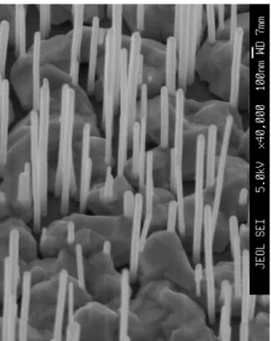 figura 1.8: Imagem SEM de nanofios de InAs crescidos pela t´ecnica MBE.